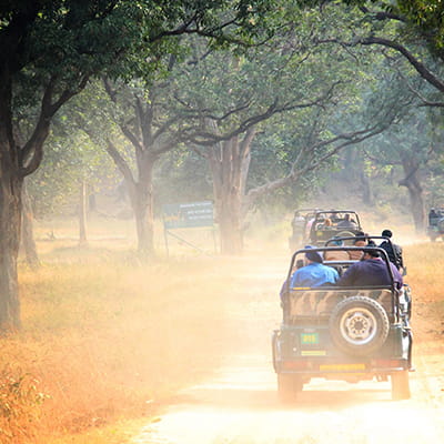 Jungle Jeep Safari