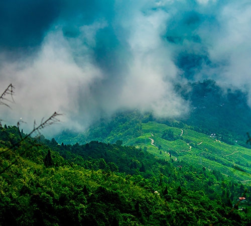 Himalayan Glitter - Lunch at Darjeeling Tea Estate