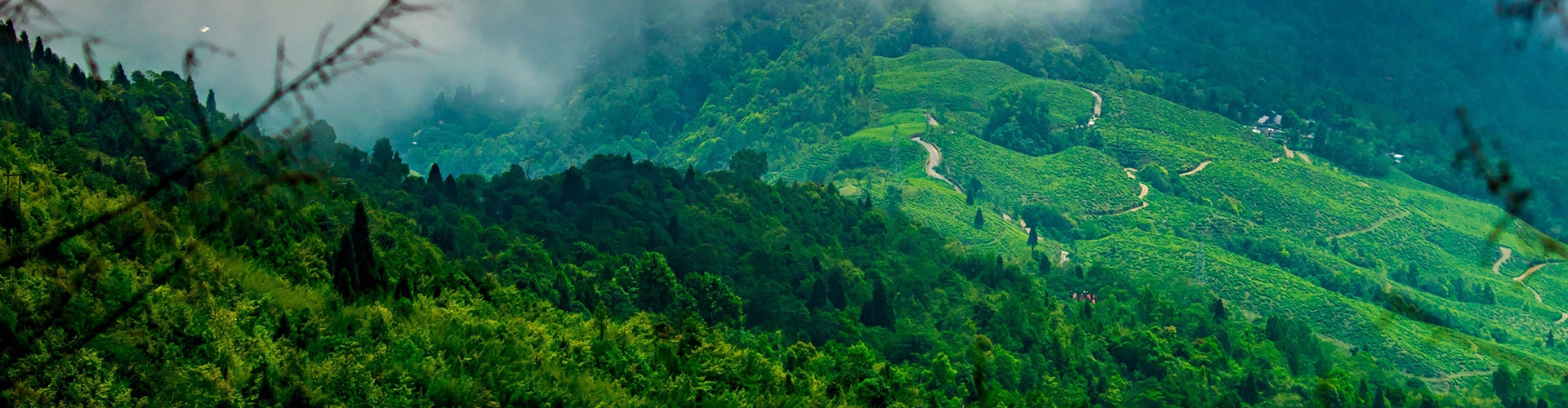 Himalayan Glitter - Lunch at Darjeeling Tea Estate