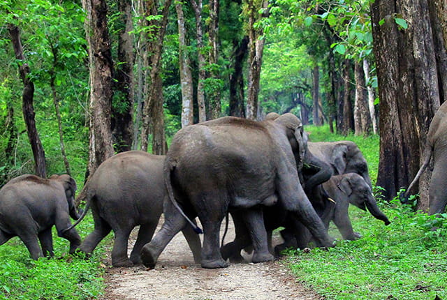 Champramari Wildlife Sanctuary