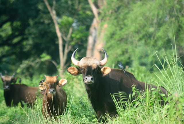 Jaldapara National Park