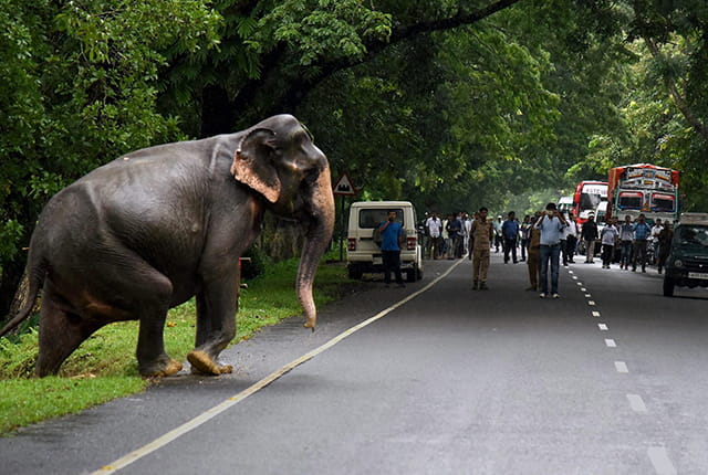 Kaziranga National Park, Assam