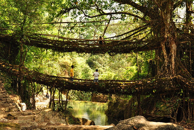 Living Roots Bridge, Cherrapunji